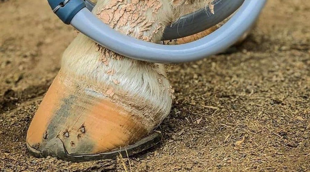 A Quick Guide to Equine Thrush natural recovery