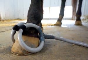 Hooves and Hearts horse