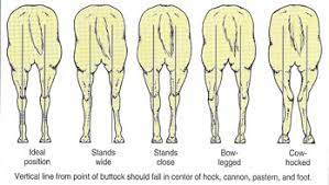 Hind Leg Conformation: How it Affects Performance and How to Pulse for It Hind leg conformation