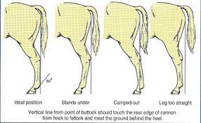 Hind Leg Conformation: How it Affects Performance and How to Pulse for It Hind leg conformation