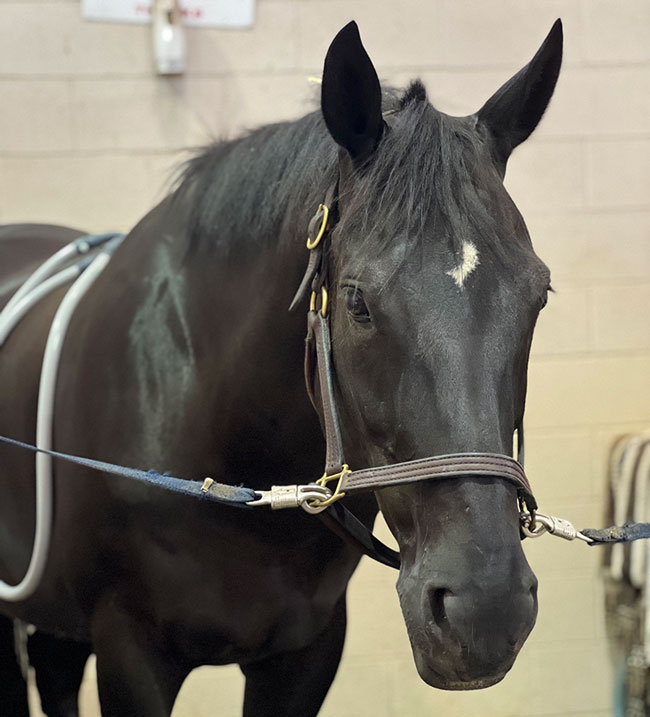 A horse with a PEMF loop attached