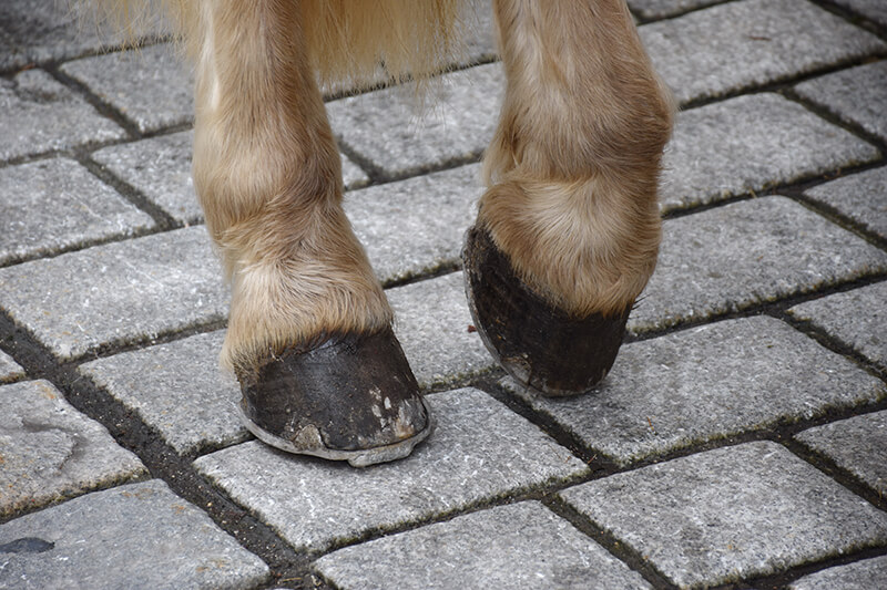 Hoof Health