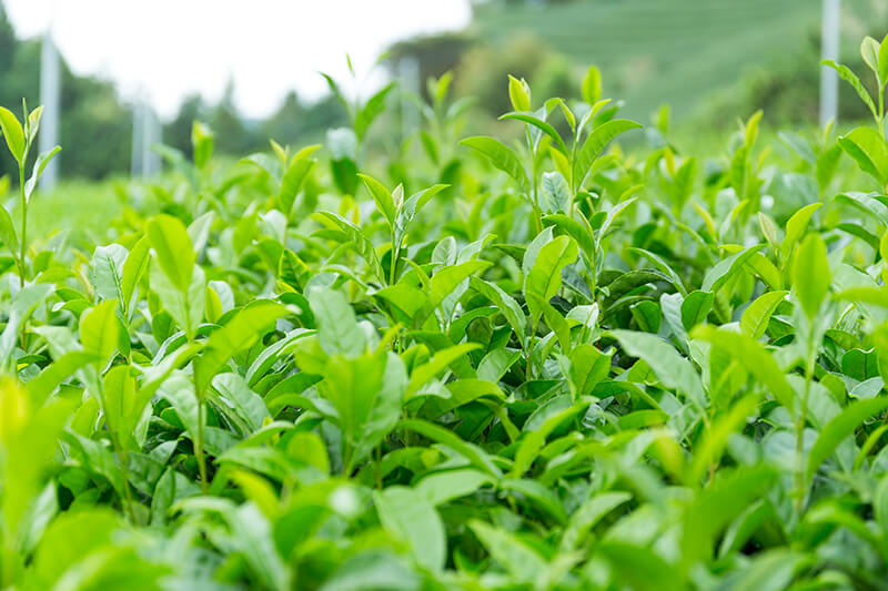 A field of green tea