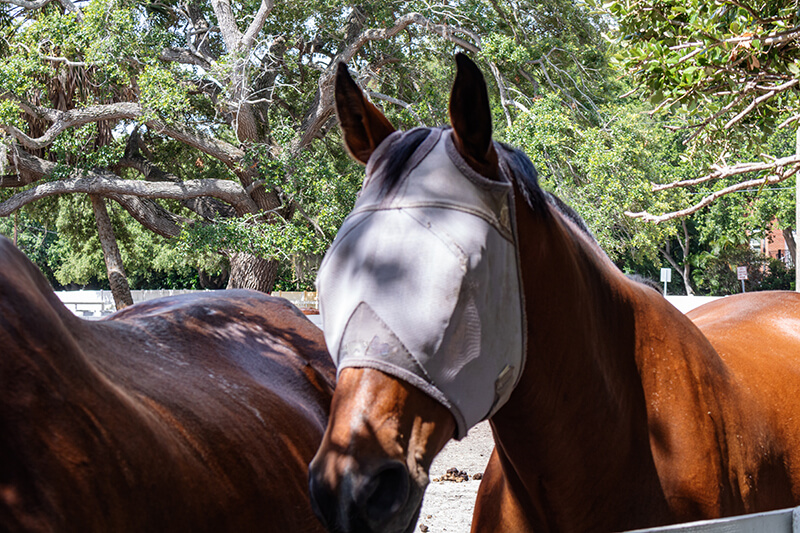 Hot Weather Horses