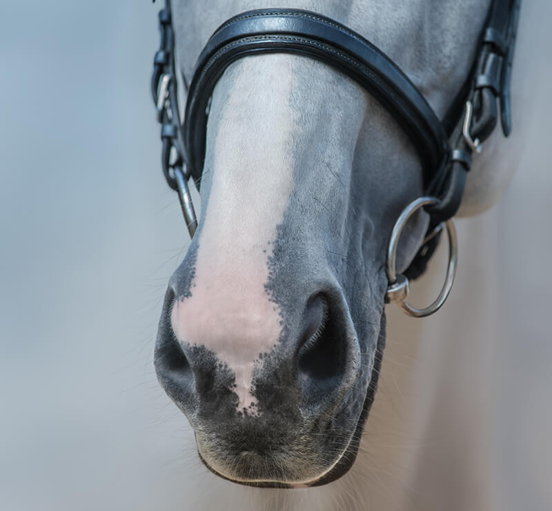 Hot Weather Horses