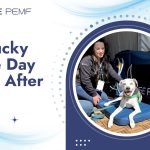The Ultimate Quick-Start Guide to PEMF: Innovative Equine Therapy Kentucky Three-Day Event After Glow