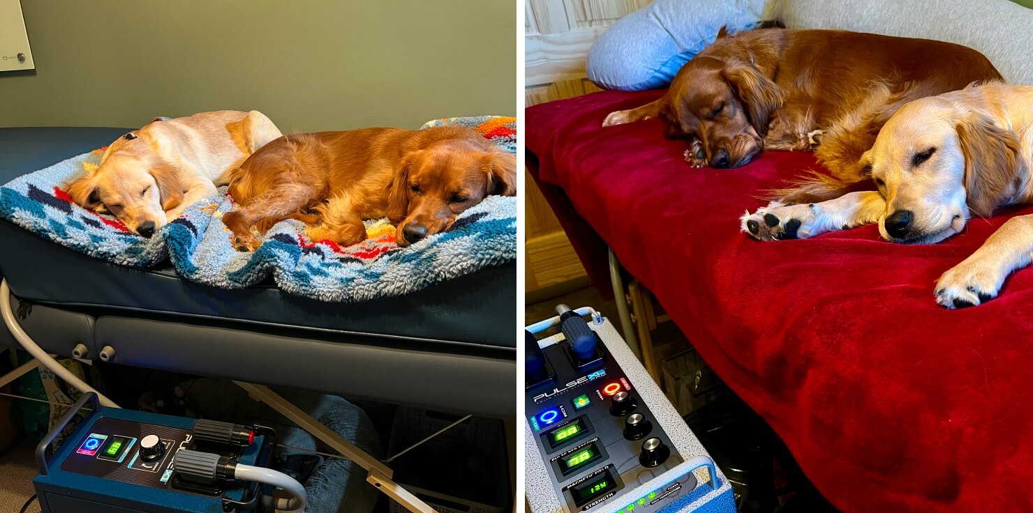 Types of PEMF Devices to Consider for Your Pet Customizable PEMF Systems