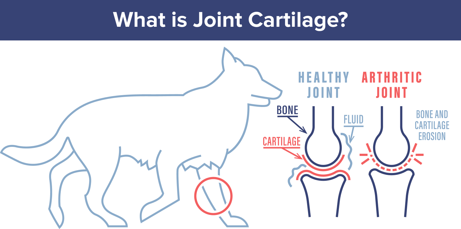 PEMF Therapy And Your Pet’s Joint Health What is Joint Cartilage and Why is it Important_