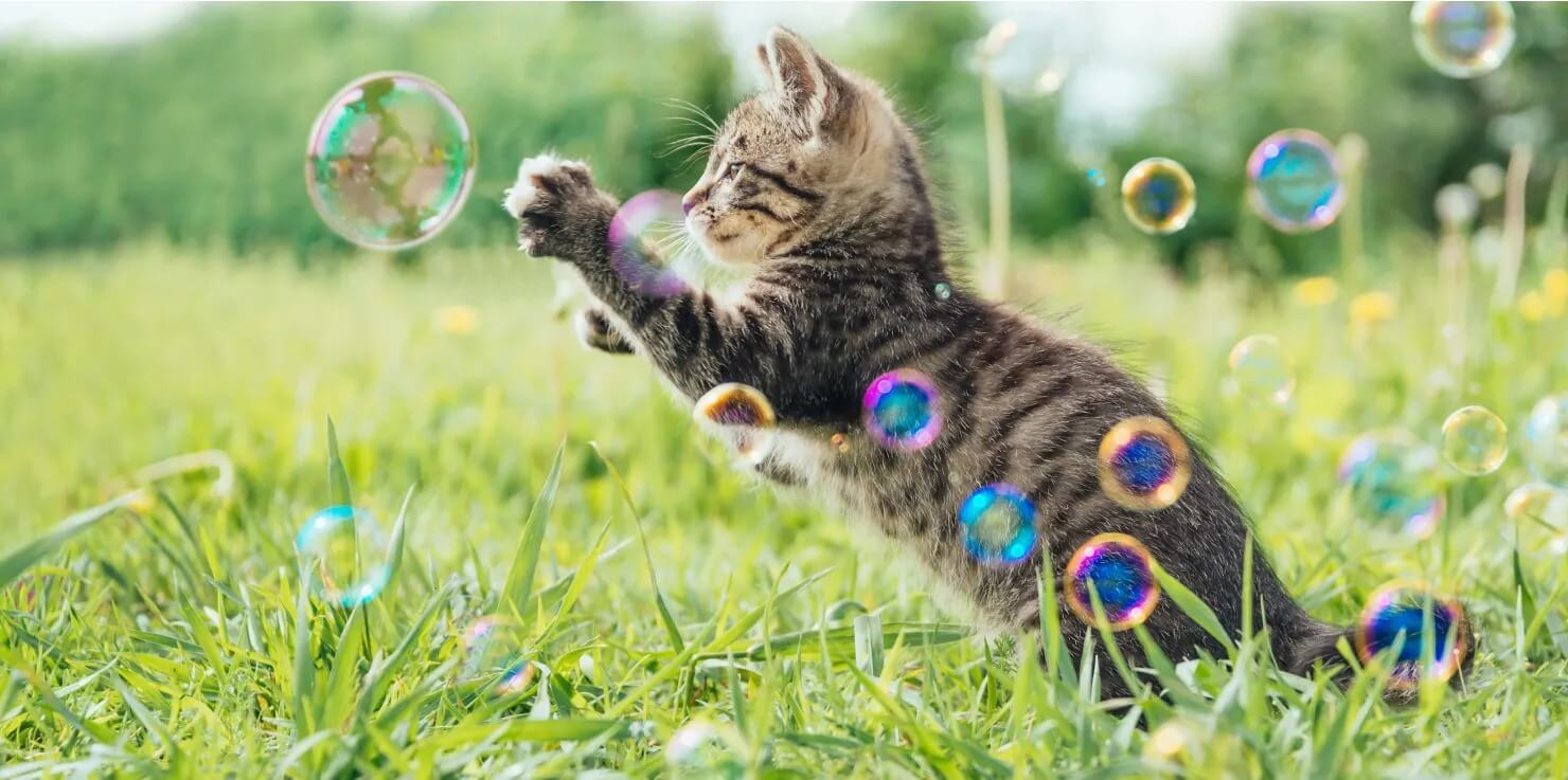 7 Ways PEMF May Benefit Your Rabbits, Guinea Pigs, And More Enhanced Energy Levels