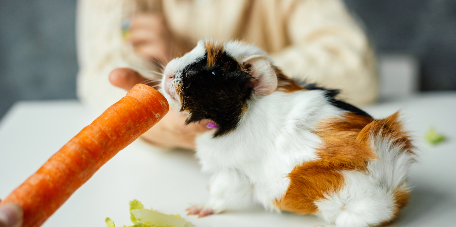 7 Ways PEMF May Benefit Your Rabbits, Guinea Pigs, And More General Relaxation and Well-being