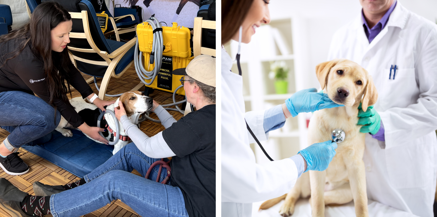 PEMF For Animals The Future of Veterinary Collaboration