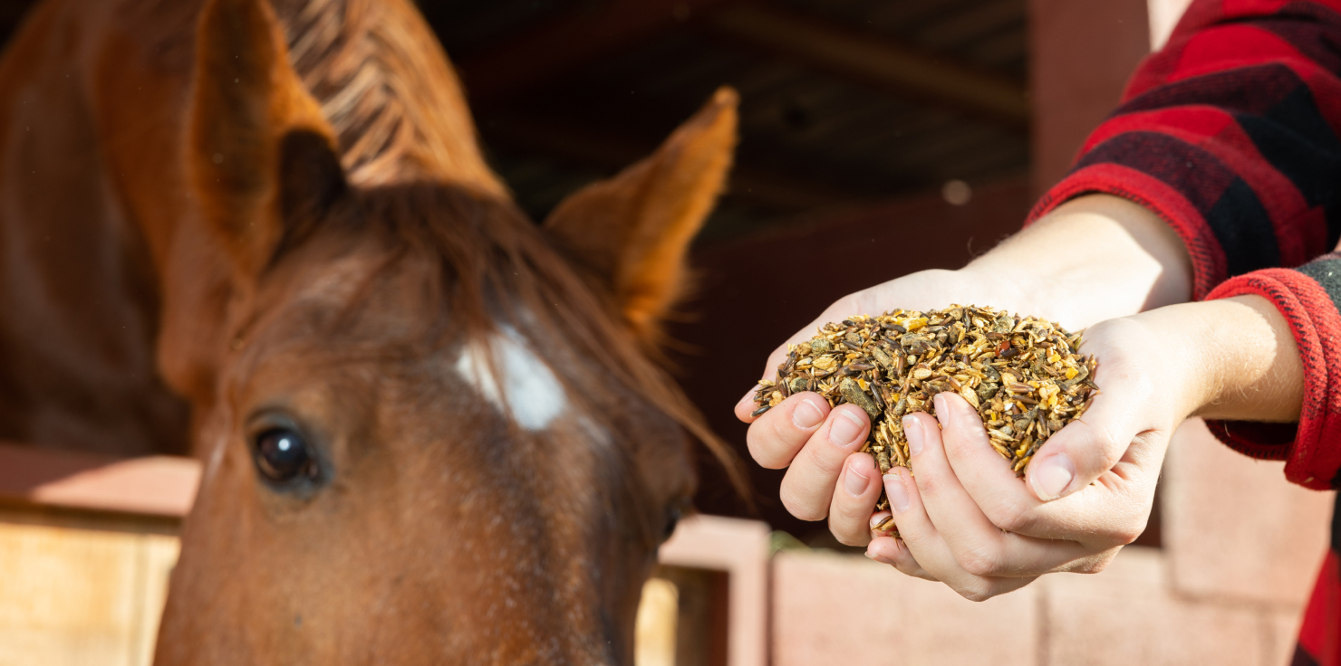 What Are the Best Practices for Fall Horse Care? Transition to Winter Feeds