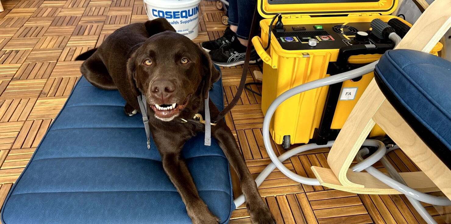 Why Dogs Love PEMF Therapy: Visual Stories from Happy Pets Why Dogs Love PEMF Therapy
