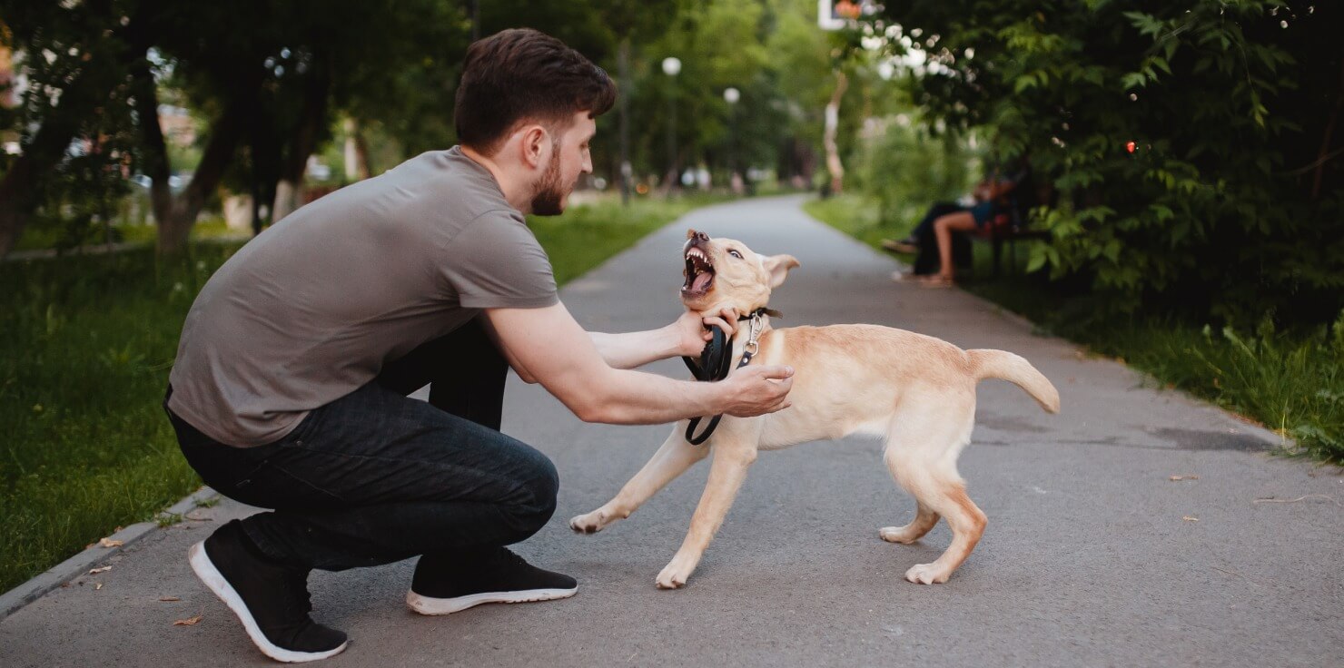 A Guide to Early Detection of Dog Health Problems Behavioral Changes as Indicators of Health Issues