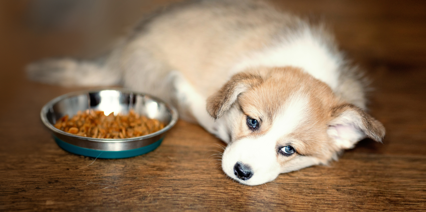 A Guide to Early Detection of Dog Health Problems Common Dog Health Problems and Warning Signs