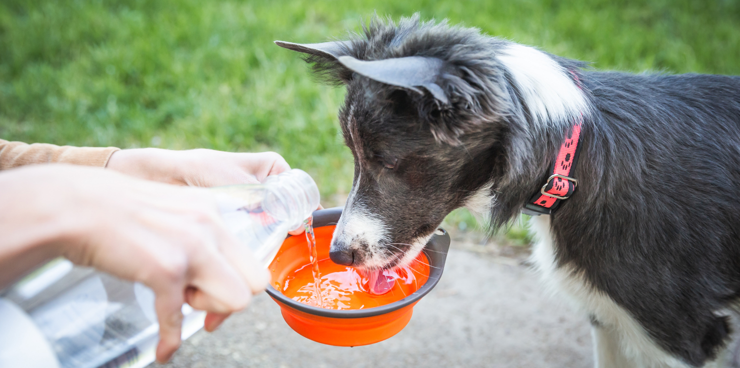 5 Natural Ways to Boost Your Pet's Digestive Health 2. Ensure Proper Hydration