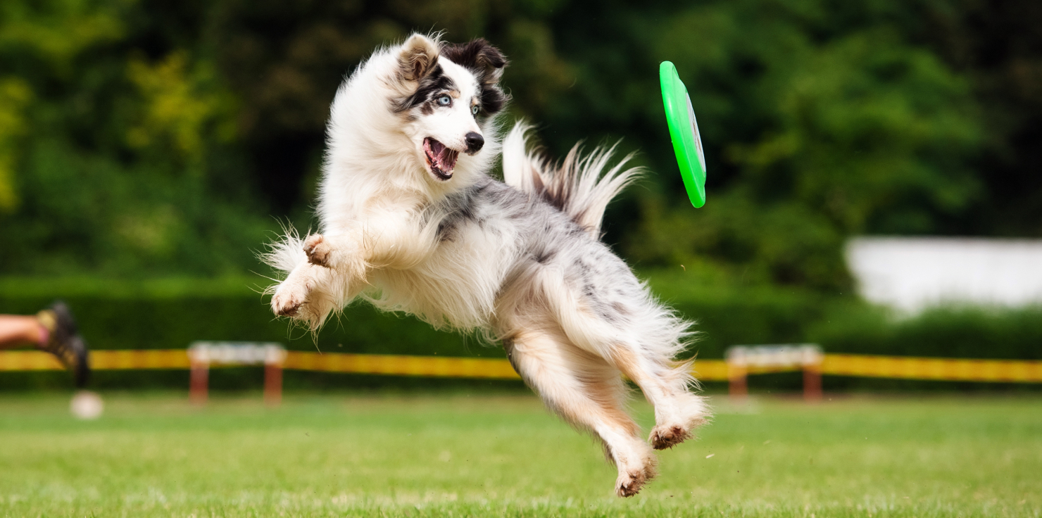 5 Natural Ways to Boost Your Pet's Digestive Health 4. Encourage Regular Physical Activity