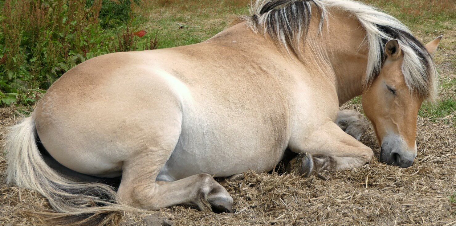 How to Recognize Signs of Stress in Horses Altered Sleeping Patterns