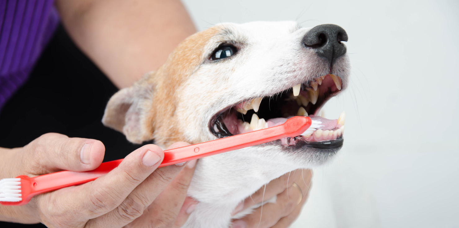 Furry Smiles: Steps for Maintaining Healthy Teeth in Your Pet Brushing Techniques That Work
