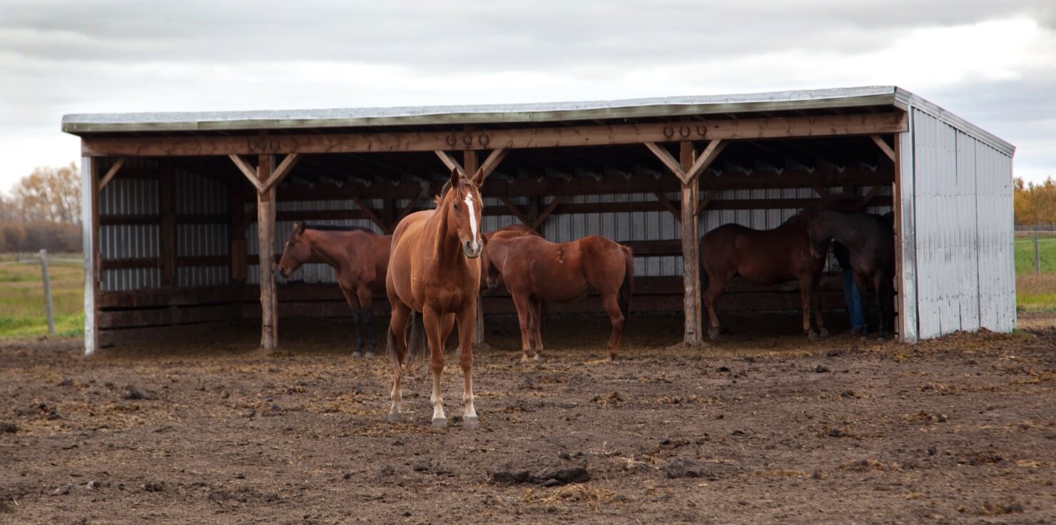 Essential Horse Care Checklist For New Owners Creating a Safe and Comfortable Environment