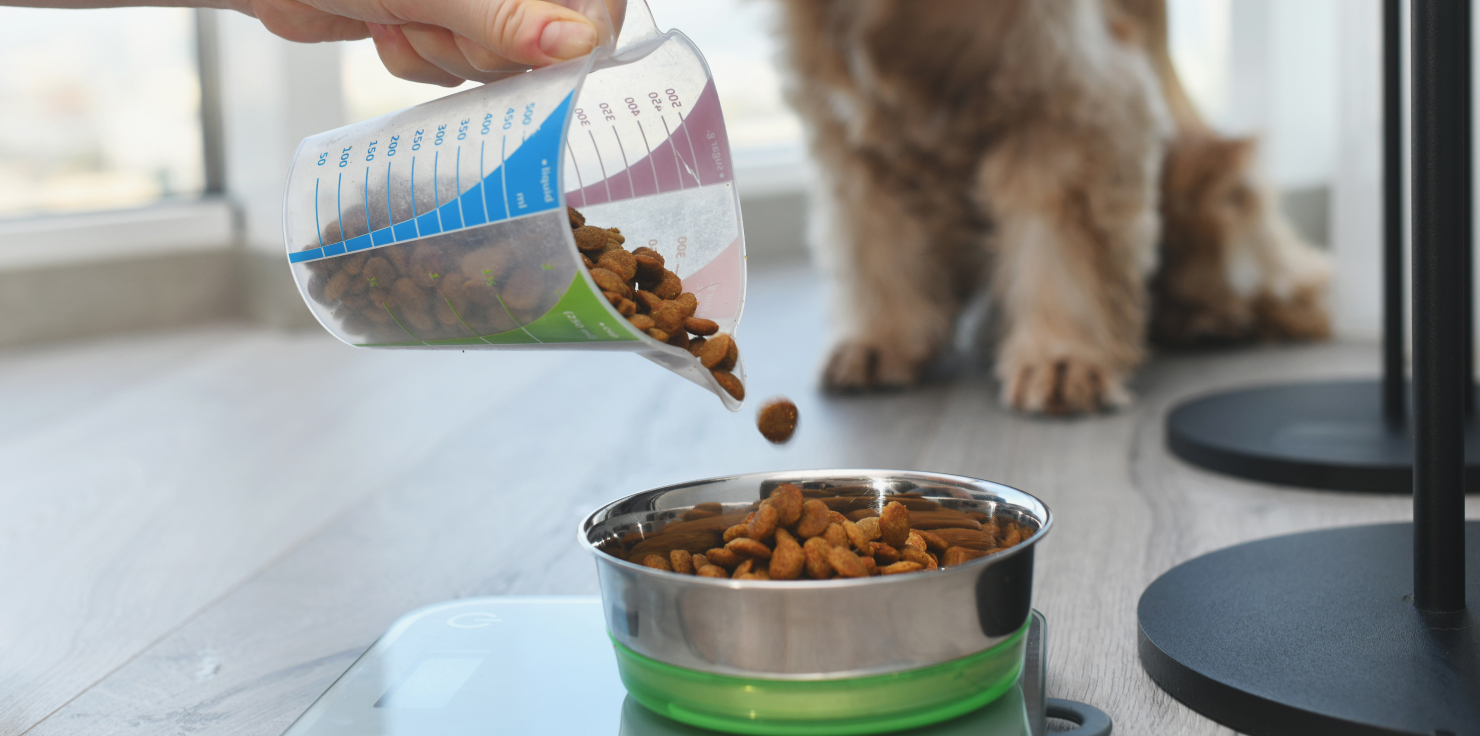 Hemorrhagic Gastroenteritis in Dogs: What to Know Dietary Management During Recovery