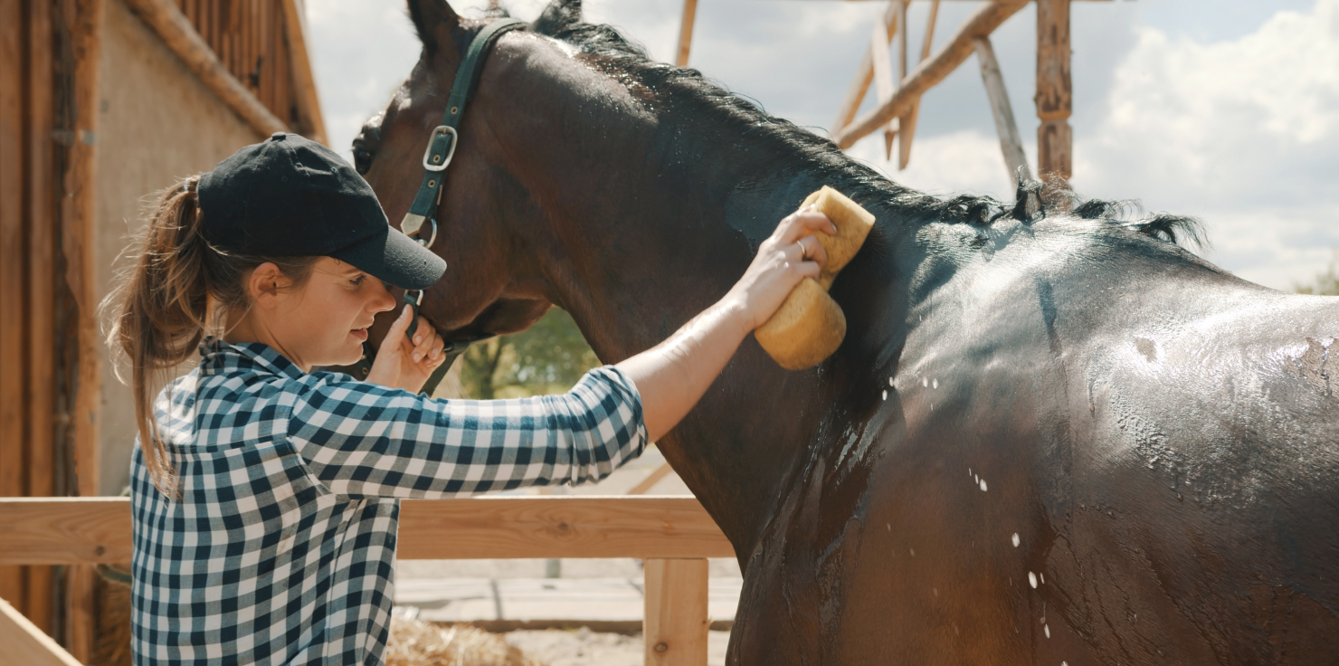 Essential Horse Care Checklist For New Owners Grooming and Skin Care