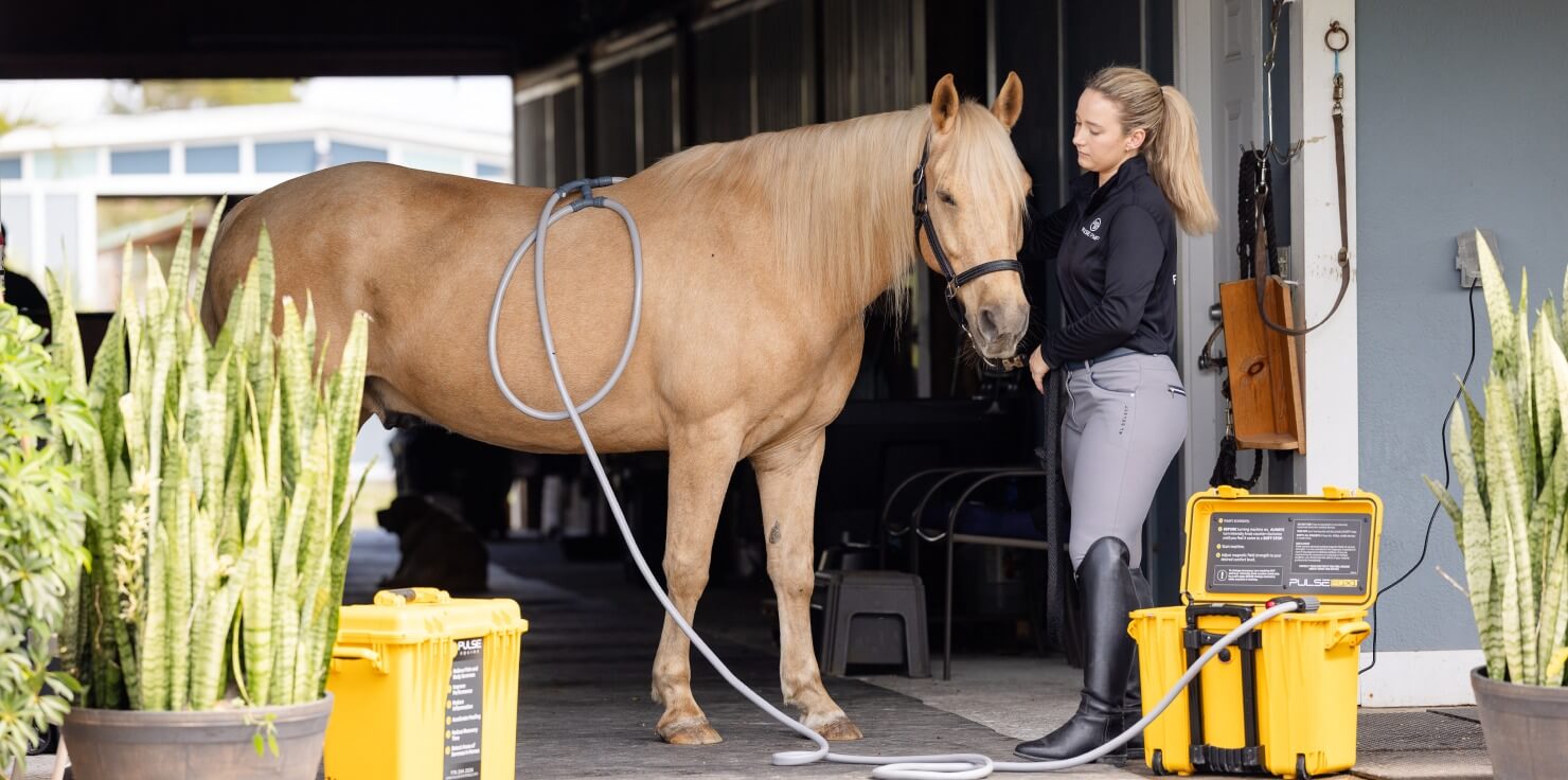 Essential Horse Care Checklist For New Owners Introducing Pulse PEMF Therapy for Recovery