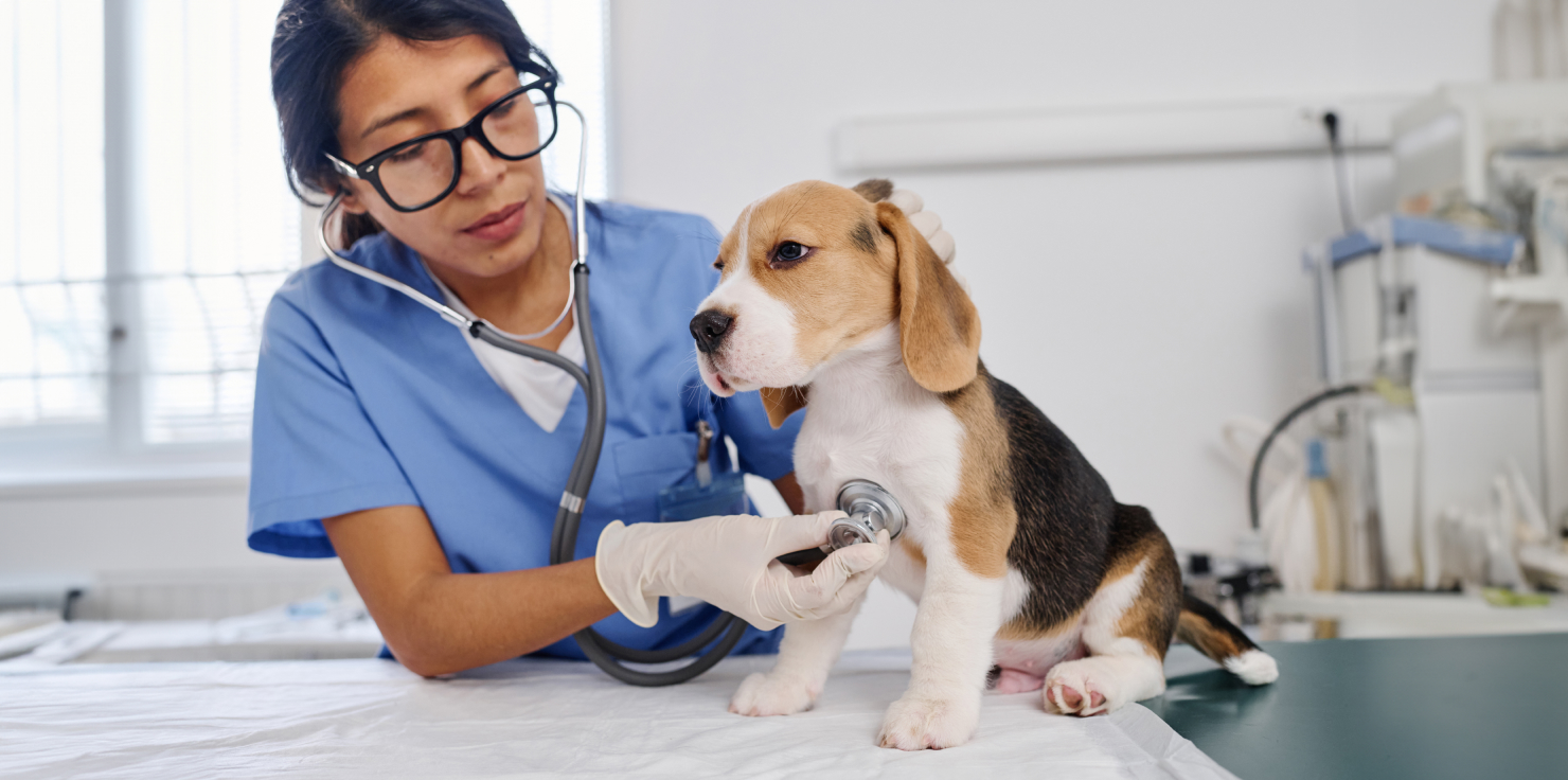 Hemorrhagic Gastroenteritis in Dogs: What to Know Monitoring Your Pets Response