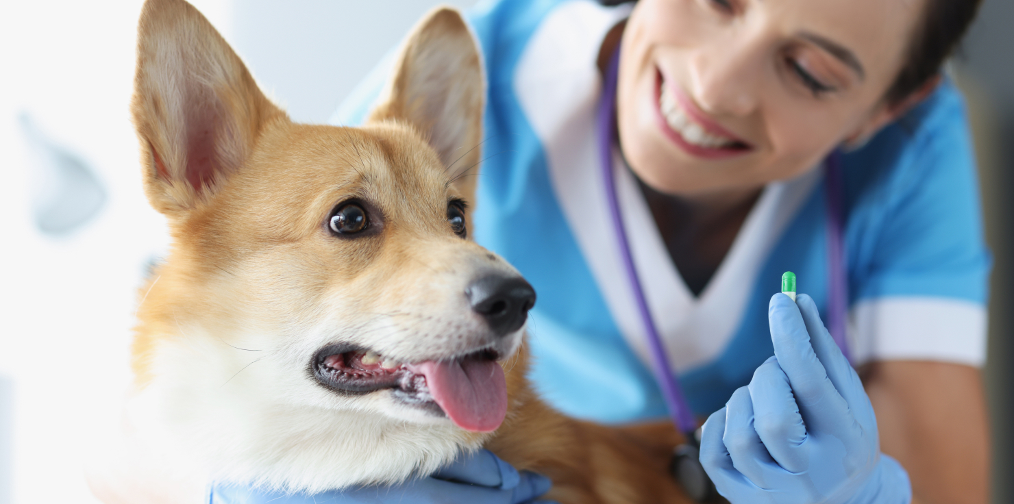 Furry Smiles: Steps for Maintaining Healthy Teeth in Your Pet Professional Dental Cleanings
