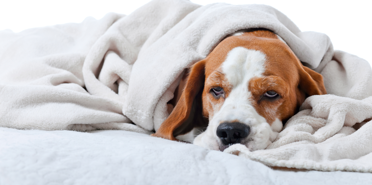 Is Ibuprofen Safe for Dogs? Recognizing Pain in Dogs