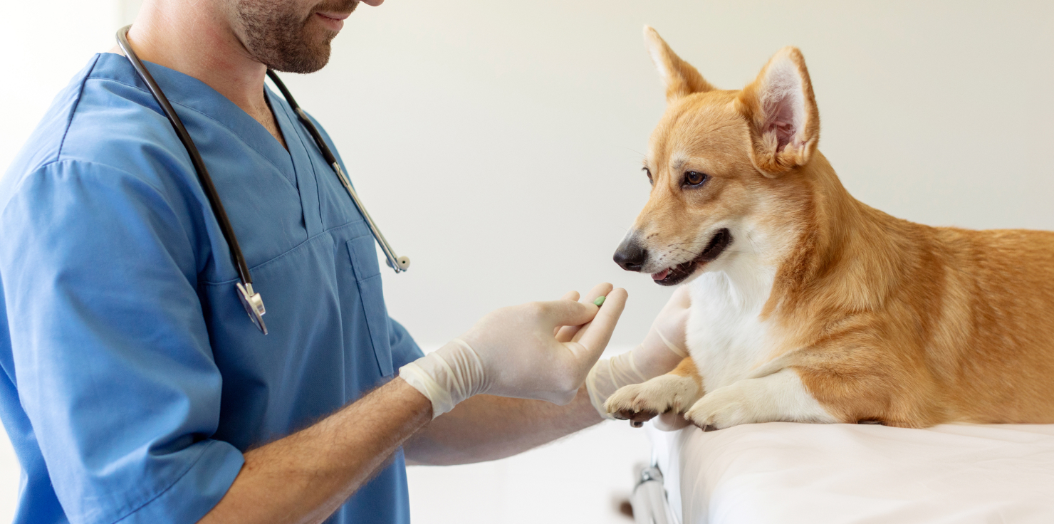 Is Ibuprofen Safe for Dogs? Safe Alternatives to Ibuprofen for Pain Relief in Dogs