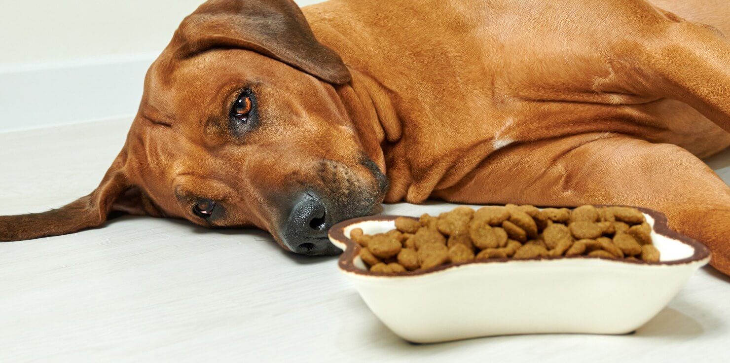 Is Ibuprofen Safe for Dogs? Symptoms of Ibuprofen Toxicity in Dogs