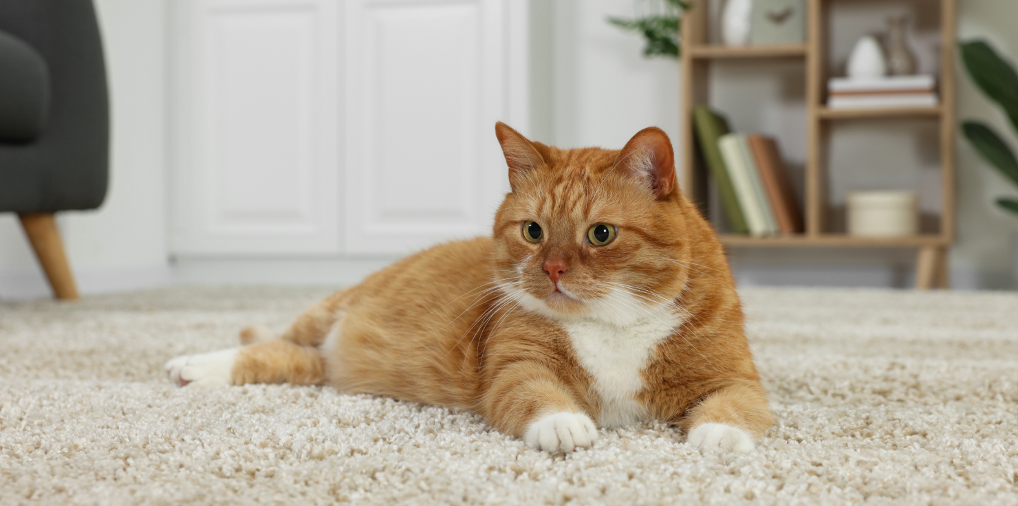 5 Natural Ways to Boost Your Pet's Digestive Health Tips for Reducing Pet Stress