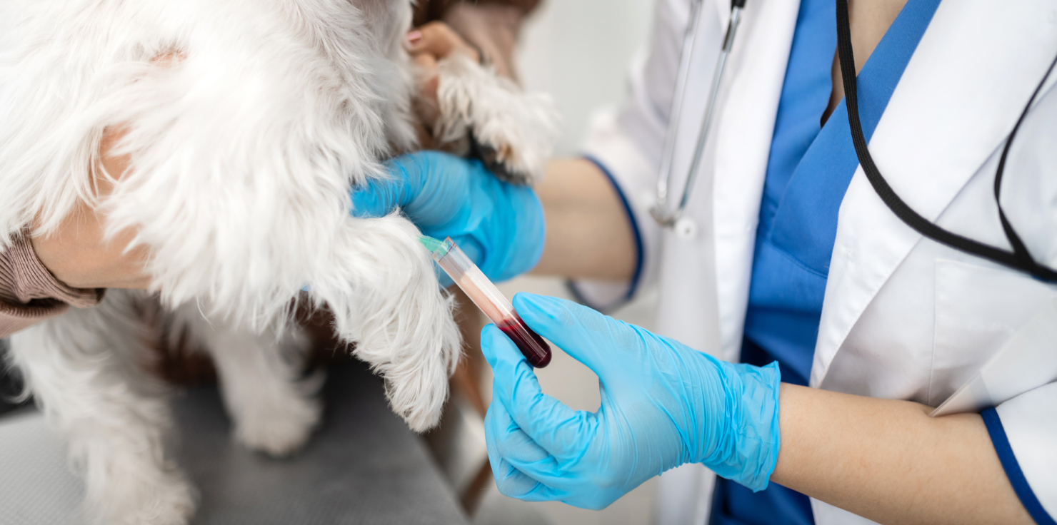 Hemorrhagic Gastroenteritis in Dogs: What to Know Veterinary Examination and Tests