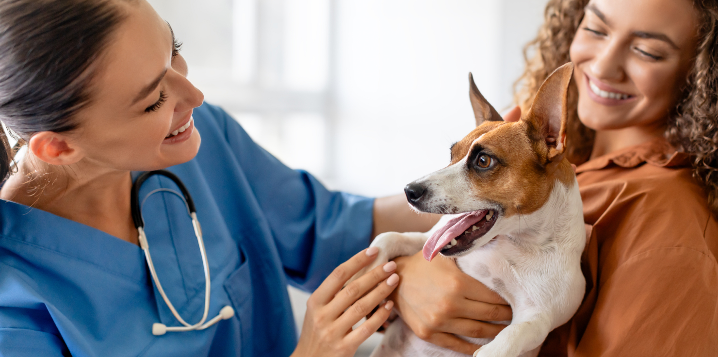 Furry Smiles: Steps for Maintaining Healthy Teeth in Your Pet When to Visit the Vet