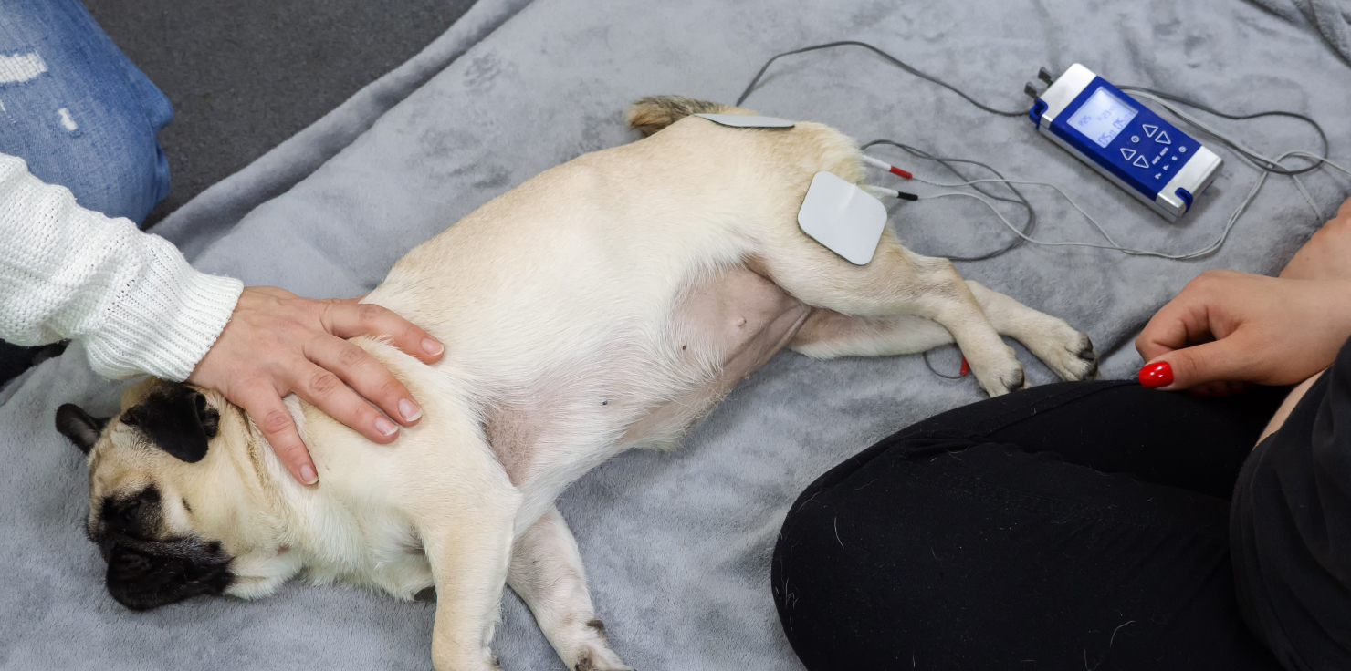 Finding the Best Animal Wellness Device for Your Pet Massage and Vibration Devices