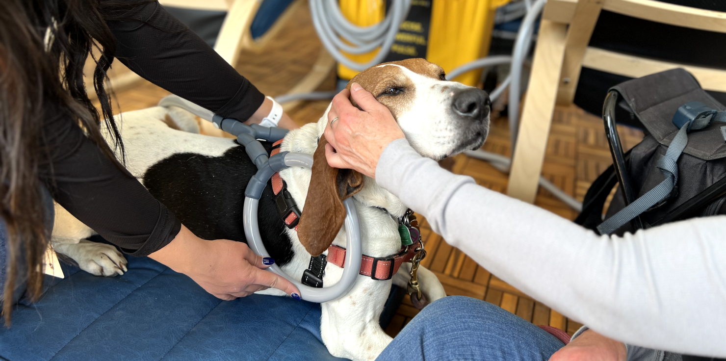 Finding the Best Animal Wellness Device for Your Pet Monitoring Your Pet_s Response