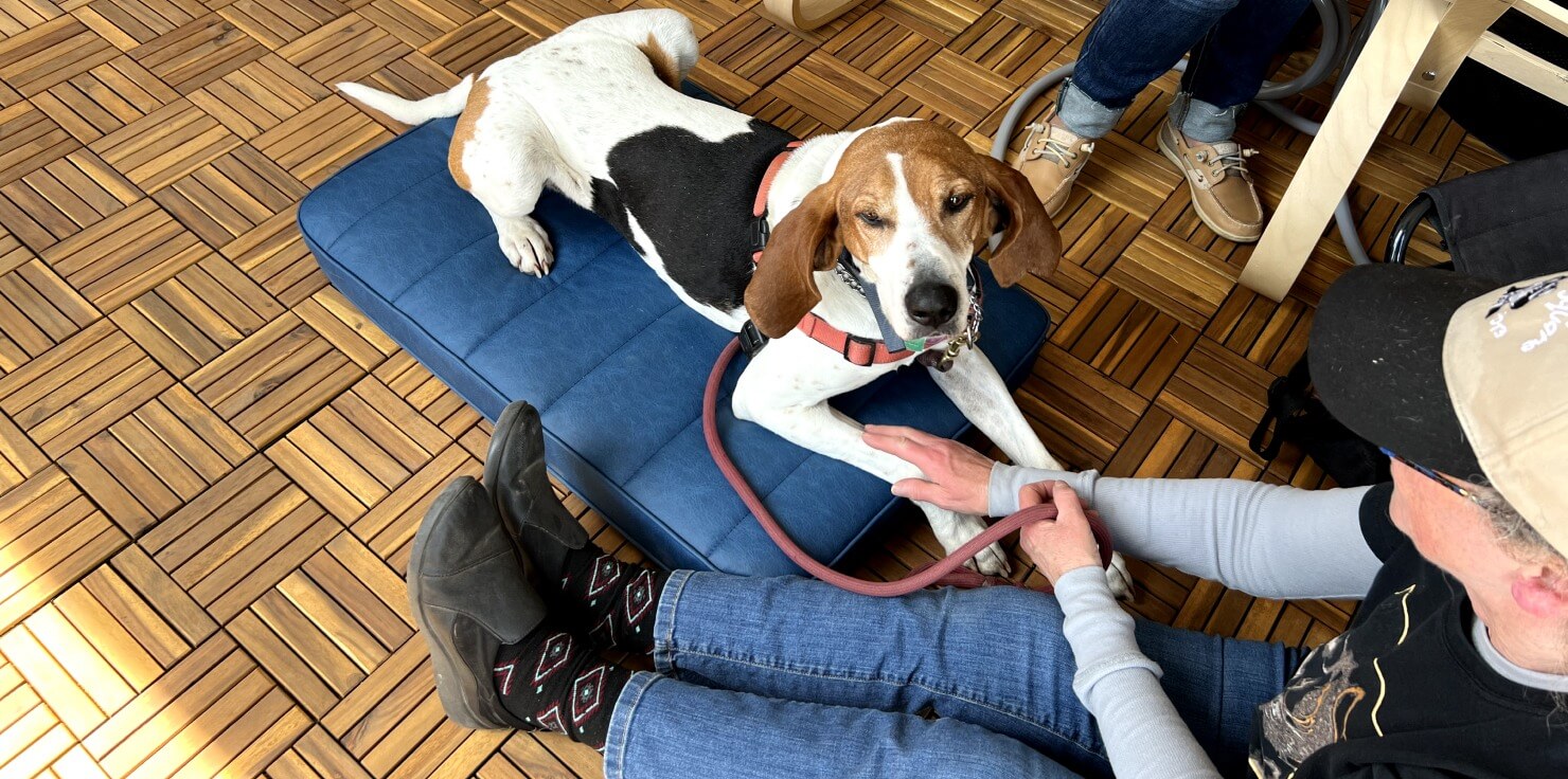 Finding the Best Animal Wellness Device for Your Pet PEMF (Pulsed Electromagnetic Field) Devices