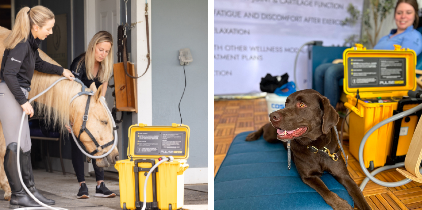 PEMF Technology In 2025: Redefining Healing And Recovery Veterinary and Equine Recovery
