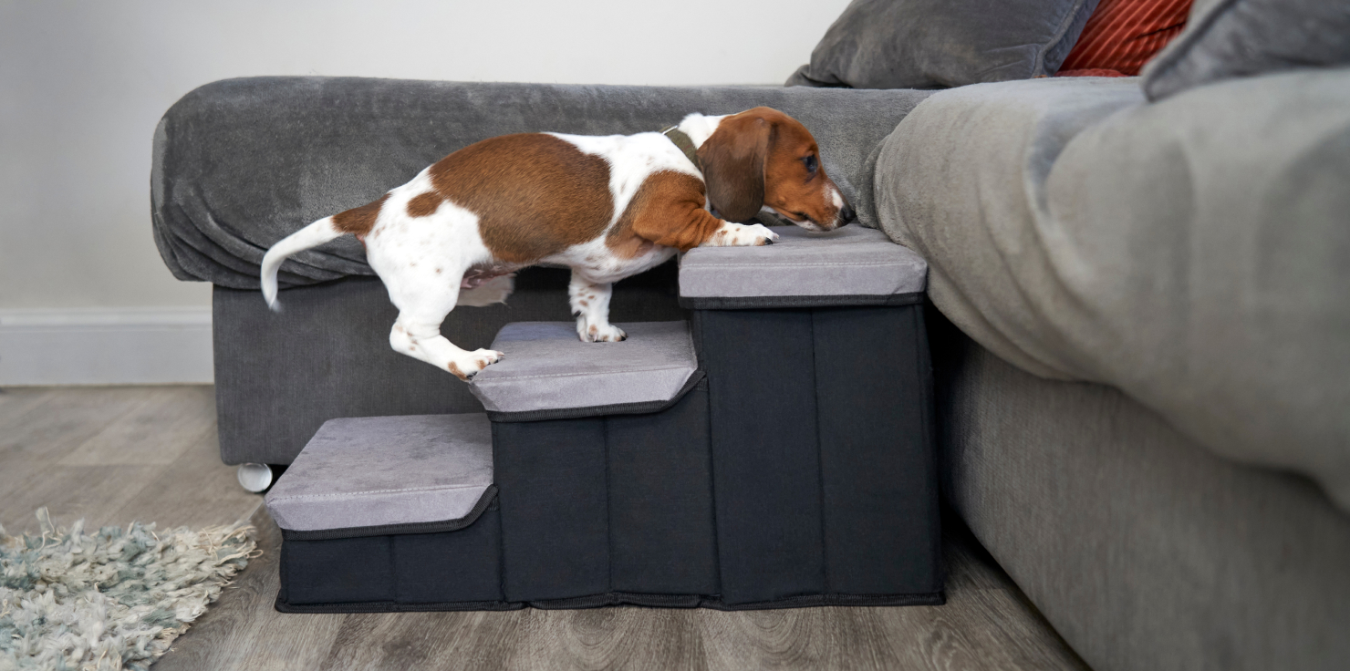 The Role of Environment in Supporting Animal Mobility and Comfort Adapting the Environment for Special Needs
