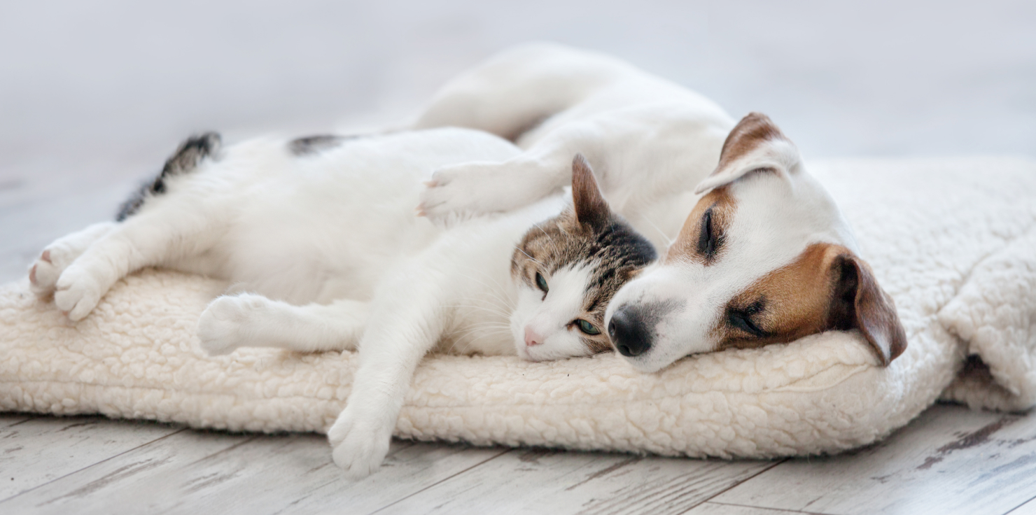 The Role of Environment in Supporting Animal Mobility and Comfort Comfort-Enhancing Additions