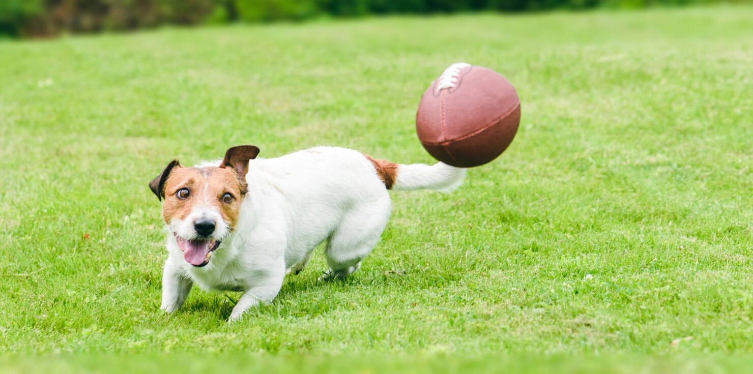 How to Create a Joint-Friendly Exercise Plan for Pets Environmental Considerations