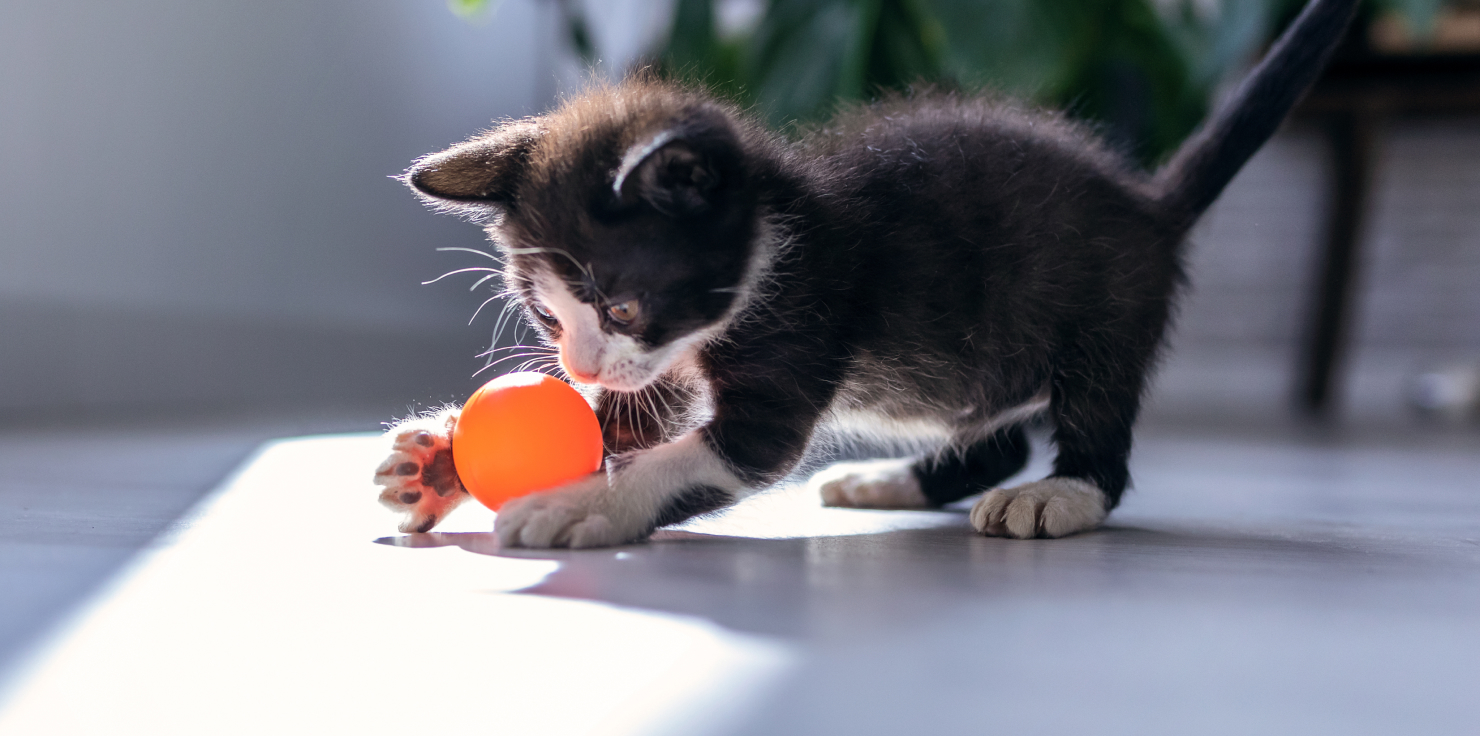 The Role of Environment in Supporting Animal Mobility and Comfort Environmental Enrichment and Mental Comfort