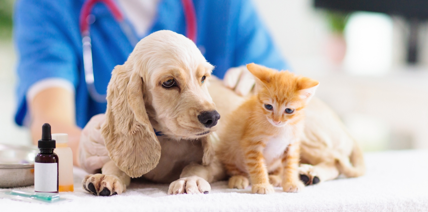 Breeds Prone to Joint Issues: How to Provide Extra Care Extra Care Strategies for Breeds at Risk