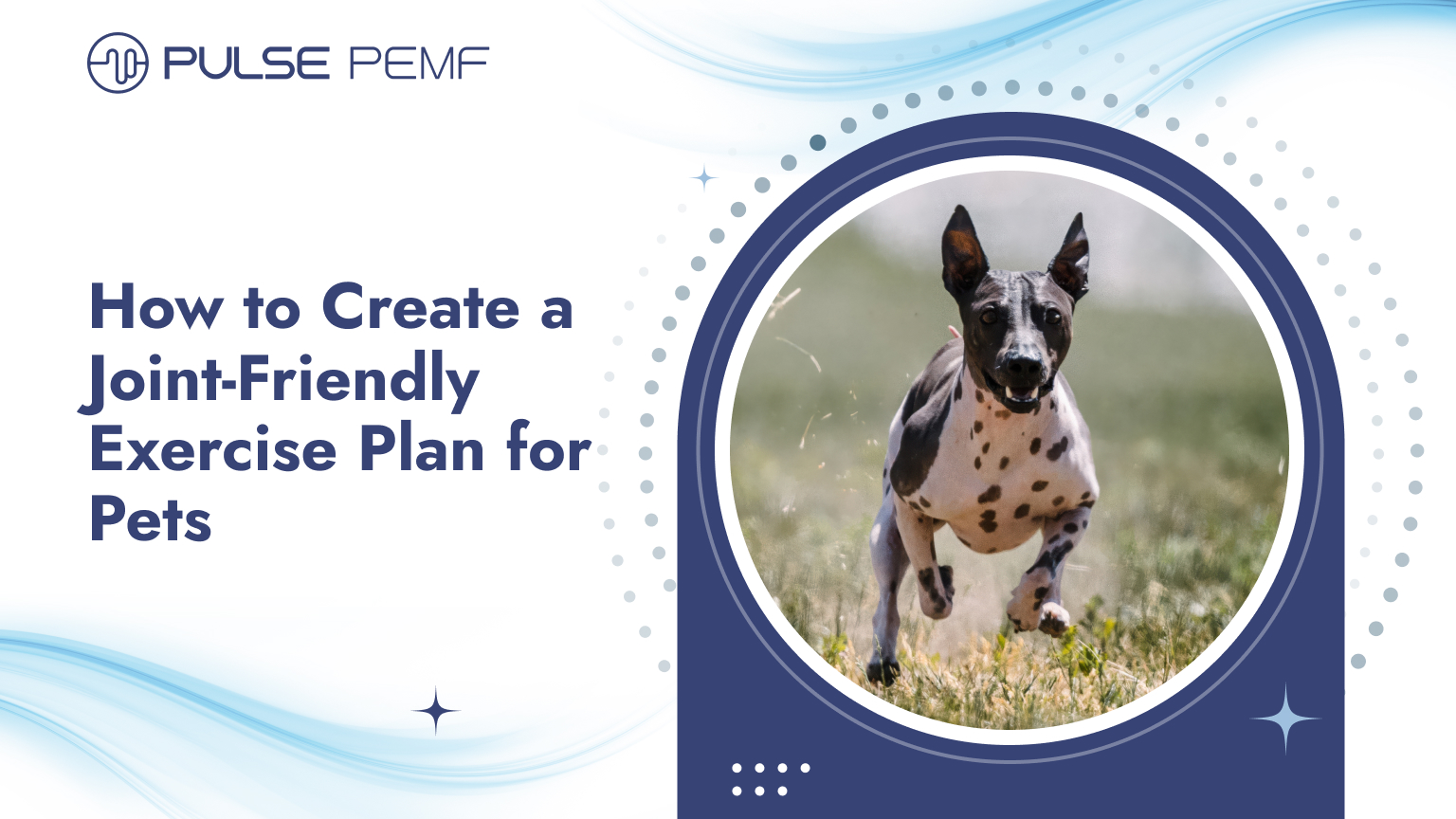 How to Create a Joint-Friendly Exercise Plan for Pets How to Create a Joint-Friendly Exercise Plan for Pets