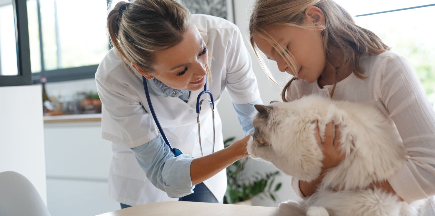 How to Create a Joint-Friendly Exercise Plan for Pets Monitoring Progress and Adjustments