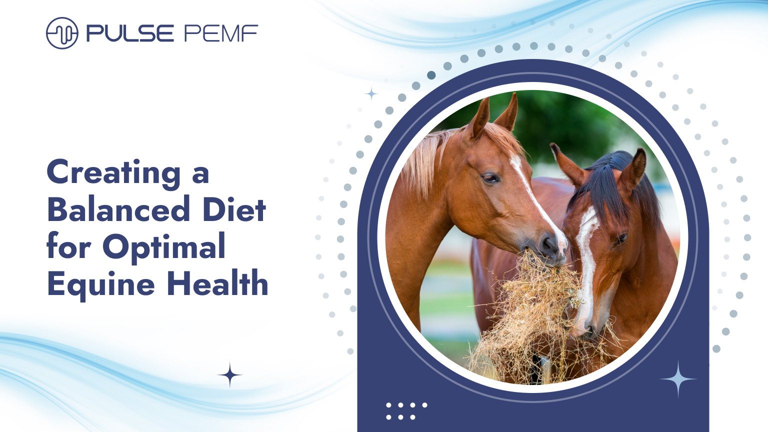Creating a Balanced Diet for Optimal Equine Health
