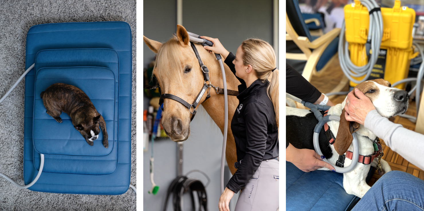 PEMF Focus Accessories 101: Tailoring Therapy for Your Animals Customizing PEMF Therapy with Accessories