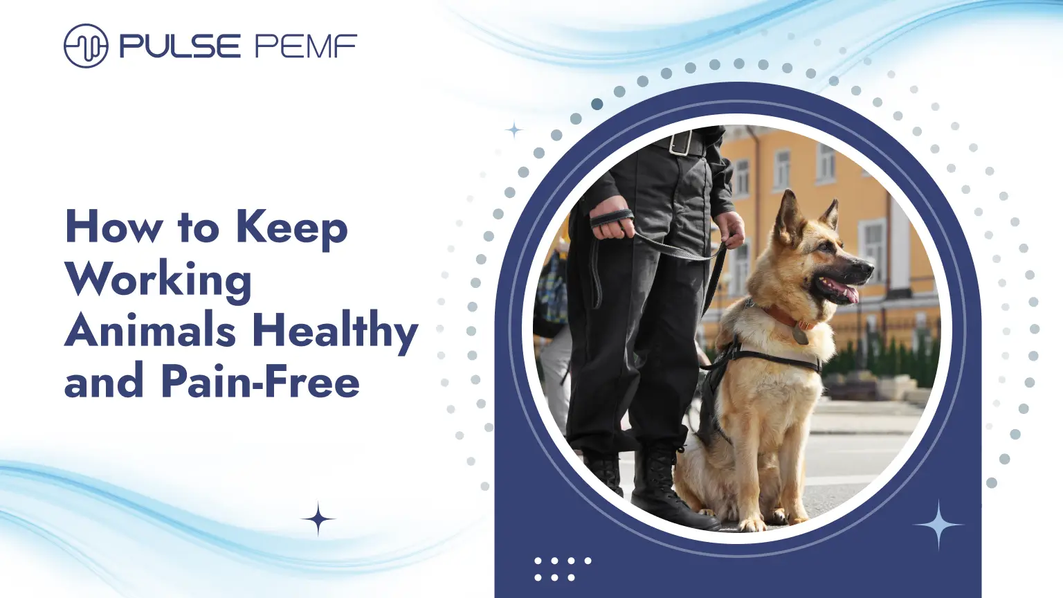 How to Keep Working Animals Healthy and Pain-Free